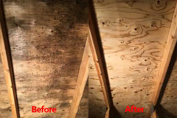 water damage restoration service Edon